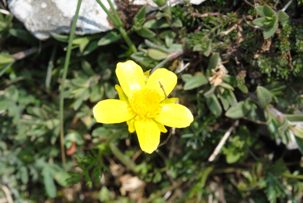 Ranunculus millefoliatus