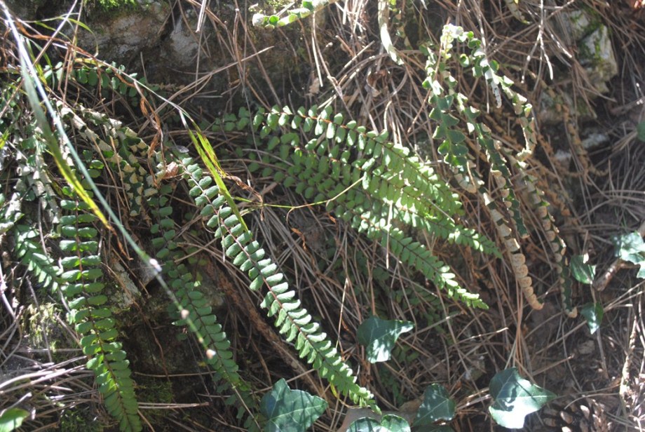 Asplenium trichomanes (e A. ceterach)