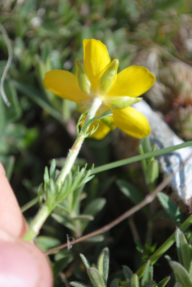 Ranunculus millefoliatus