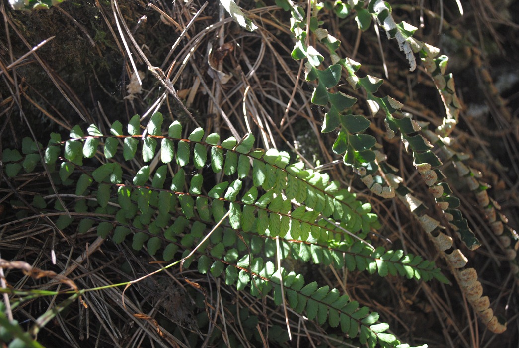 Asplenium trichomanes (e A. ceterach)