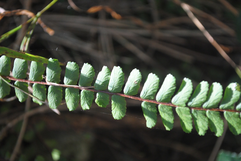 Asplenium trichomanes (e A. ceterach)