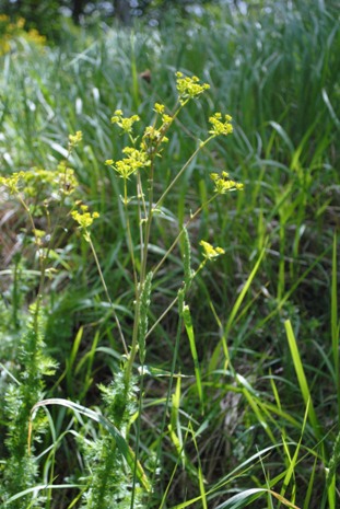 Apiaceae