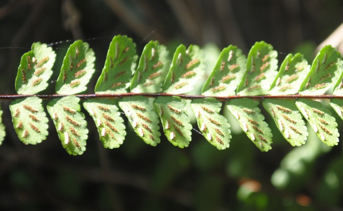 Asplenium trichomanes (e A. ceterach)