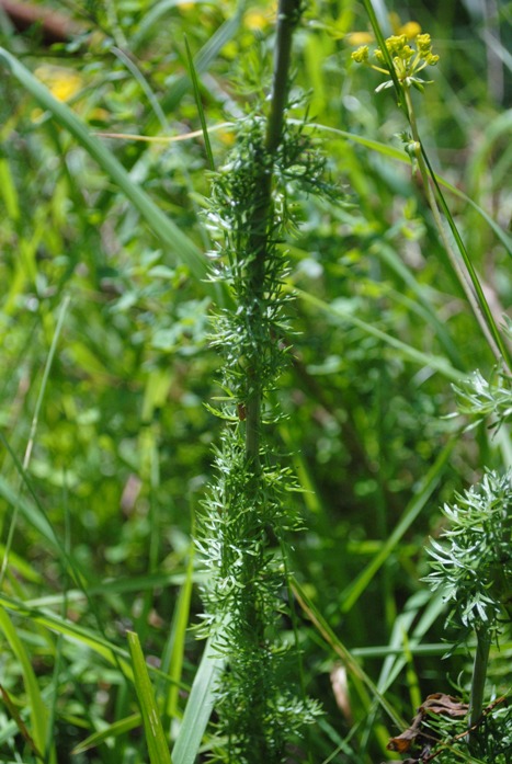 Apiaceae