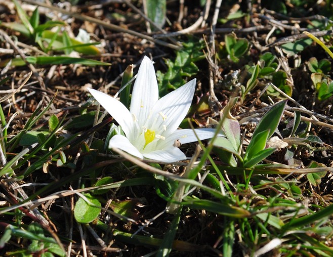 Ornithogalum exscapum / Latte di gallina minore