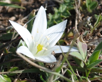 Ornithogalum exscapum / Latte di gallina minore