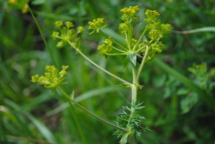 Apiaceae