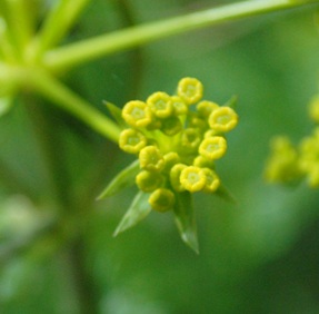 Apiaceae