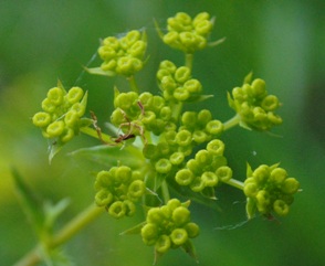 Apiaceae