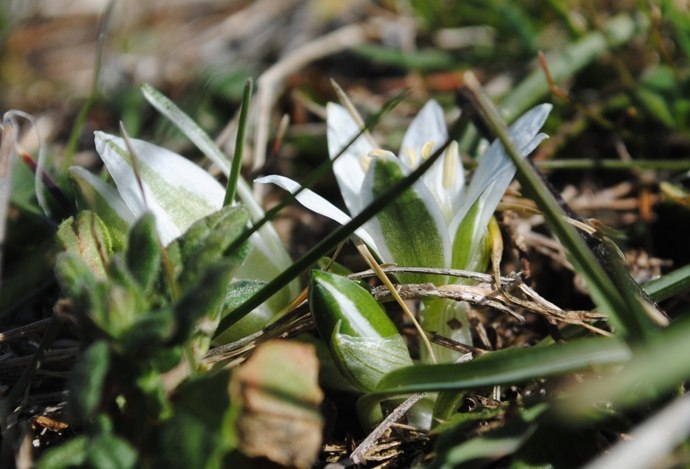 Ornithogalum exscapum / Latte di gallina minore