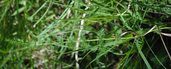 Apiaceae