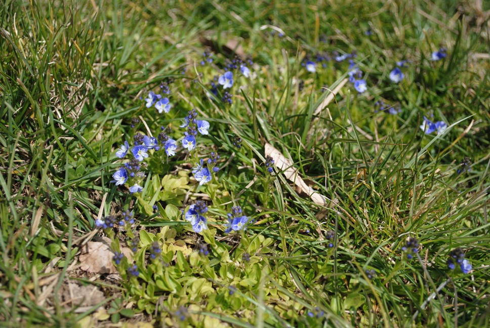 Veronica serpillifolia / Veronica a foglie di serpillo