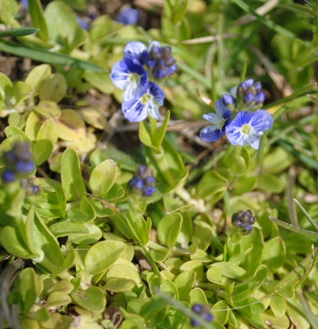 Veronica serpillifolia / Veronica a foglie di serpillo