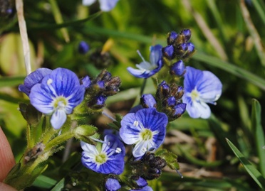 Veronica serpillifolia / Veronica a foglie di serpillo