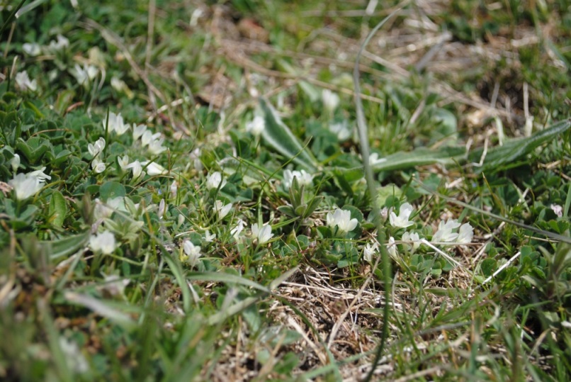 Trifolium subterraneum s.l./ Trifoglio sotterraneo