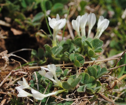 Trifolium subterraneum s.l./ Trifoglio sotterraneo