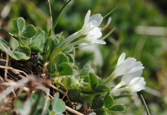 Trifolium subterraneum s.l./ Trifoglio sotterraneo