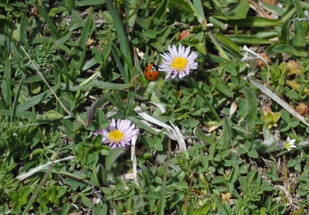 Erigeron(?)