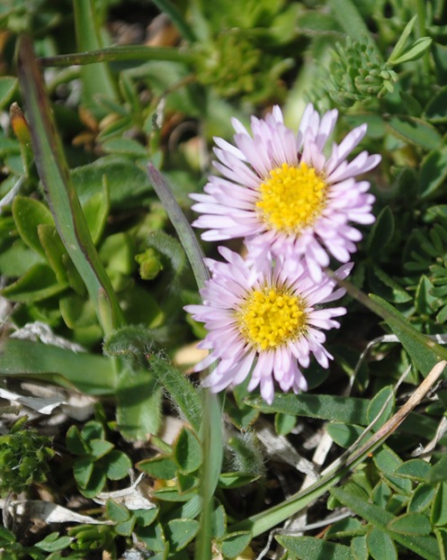 Erigeron(?)