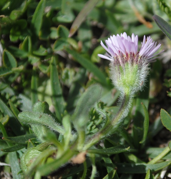 Erigeron(?)