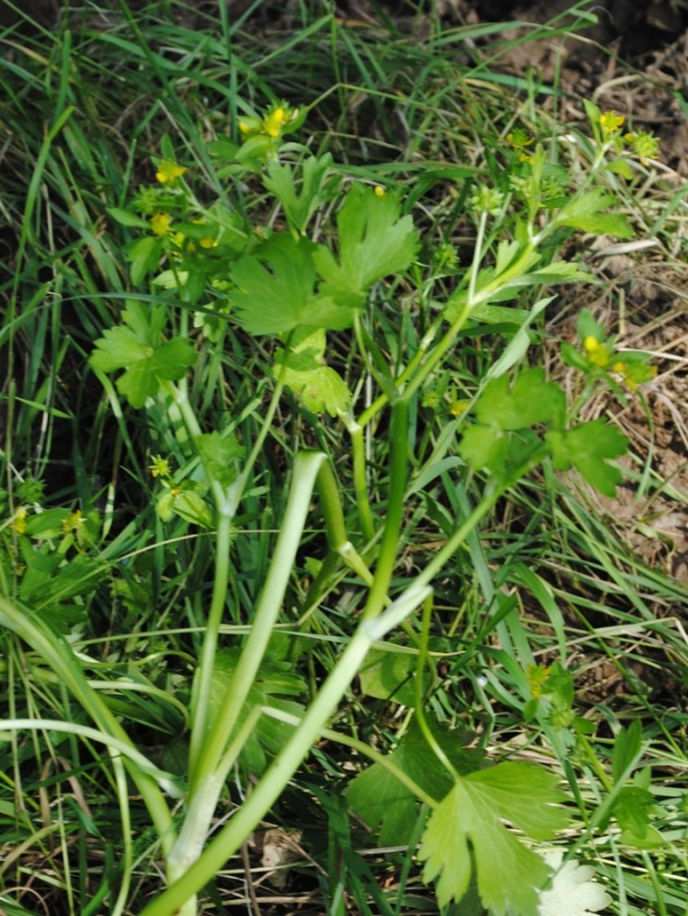 Ranunculus muricatus / Ranuncolo spinoso