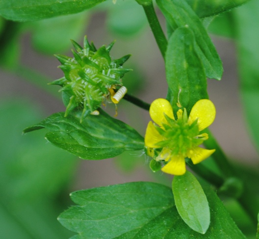 Ranunculus muricatus / Ranuncolo spinoso