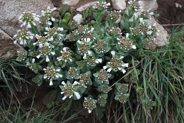 Noccaea praecox (=Thlaspi praecox) / Erba storna montanina