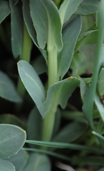 Noccaea praecox (=Thlaspi praecox) / Erba storna montanina