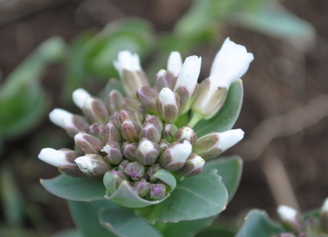 Noccaea praecox (=Thlaspi praecox) / Erba storna montanina