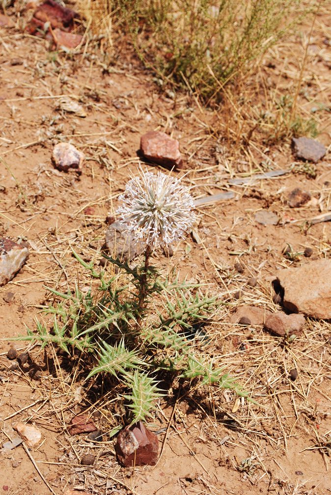 Echinops Spinosissimus