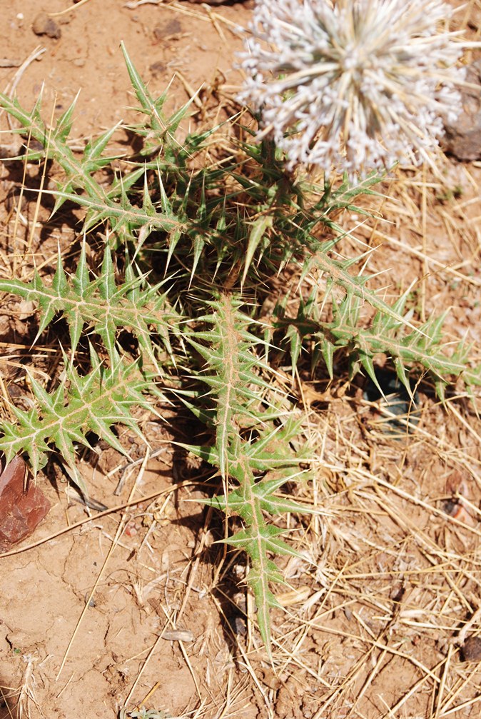 Echinops Spinosissimus