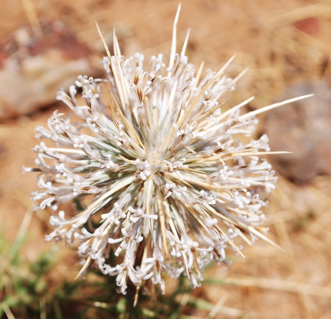 Echinops Spinosissimus