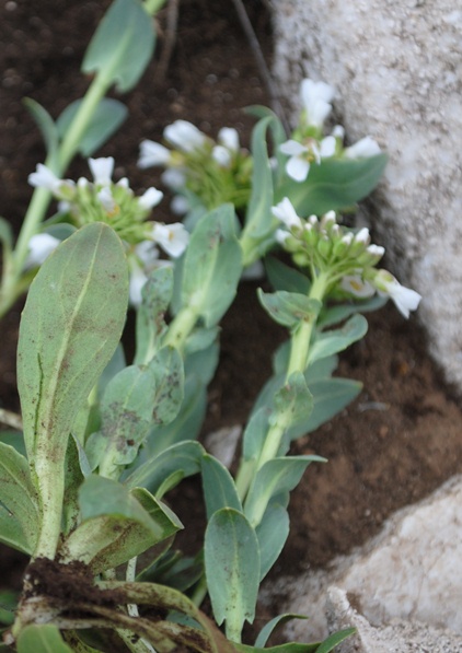 Noccaea praecox (=Thlaspi praecox) / Erba storna montanina