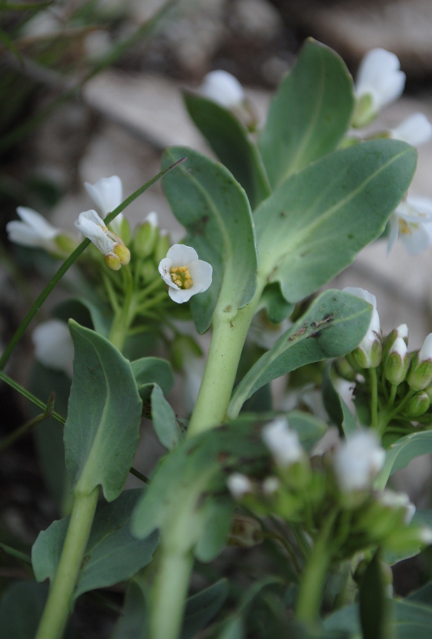 Noccaea praecox (=Thlaspi praecox) / Erba storna montanina