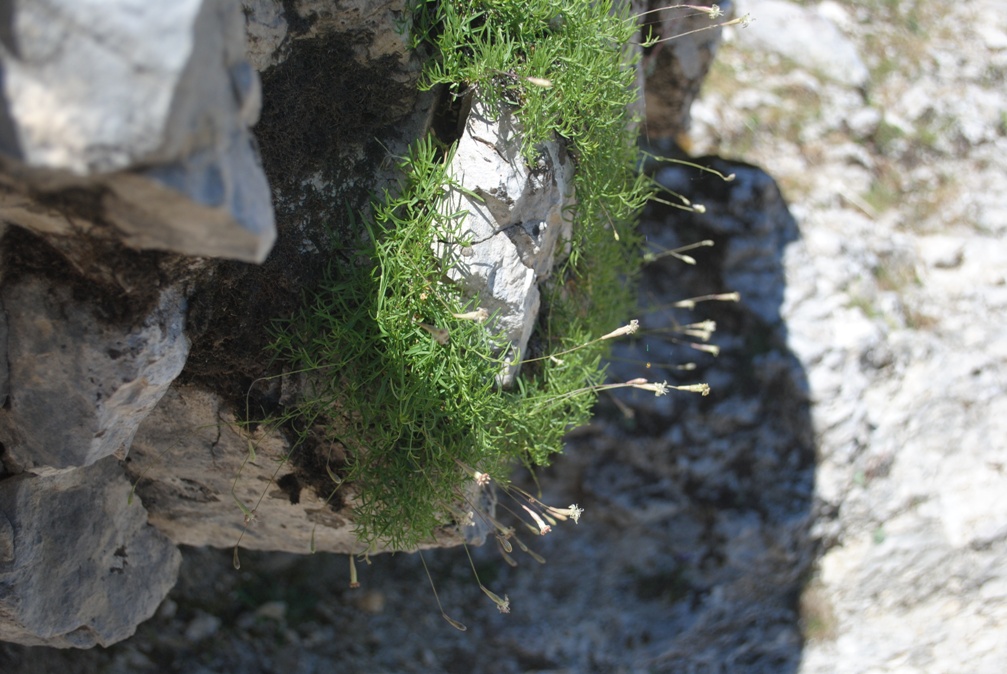 Silene saxifraga / Silene sassifraga