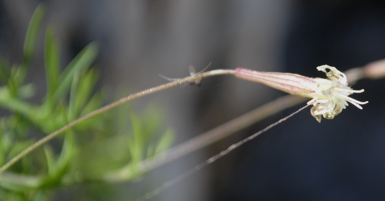 Silene saxifraga / Silene sassifraga