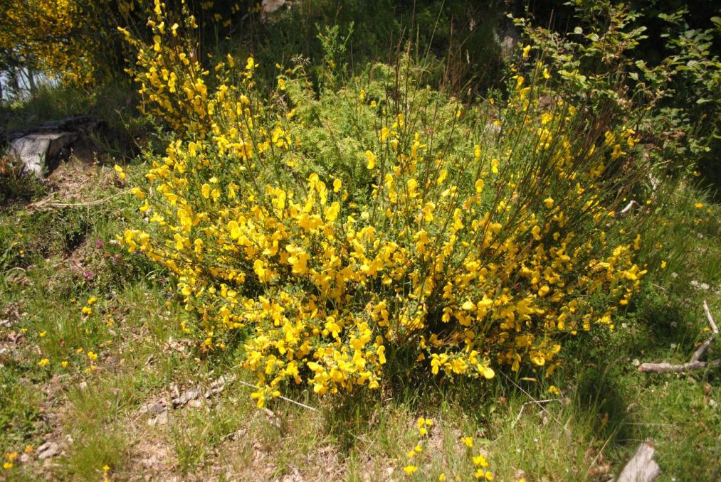 Cytisus scoparius