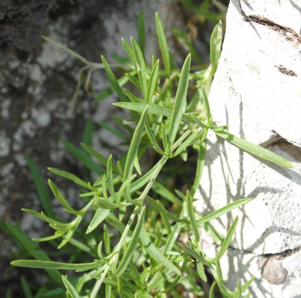 Silene saxifraga / Silene sassifraga