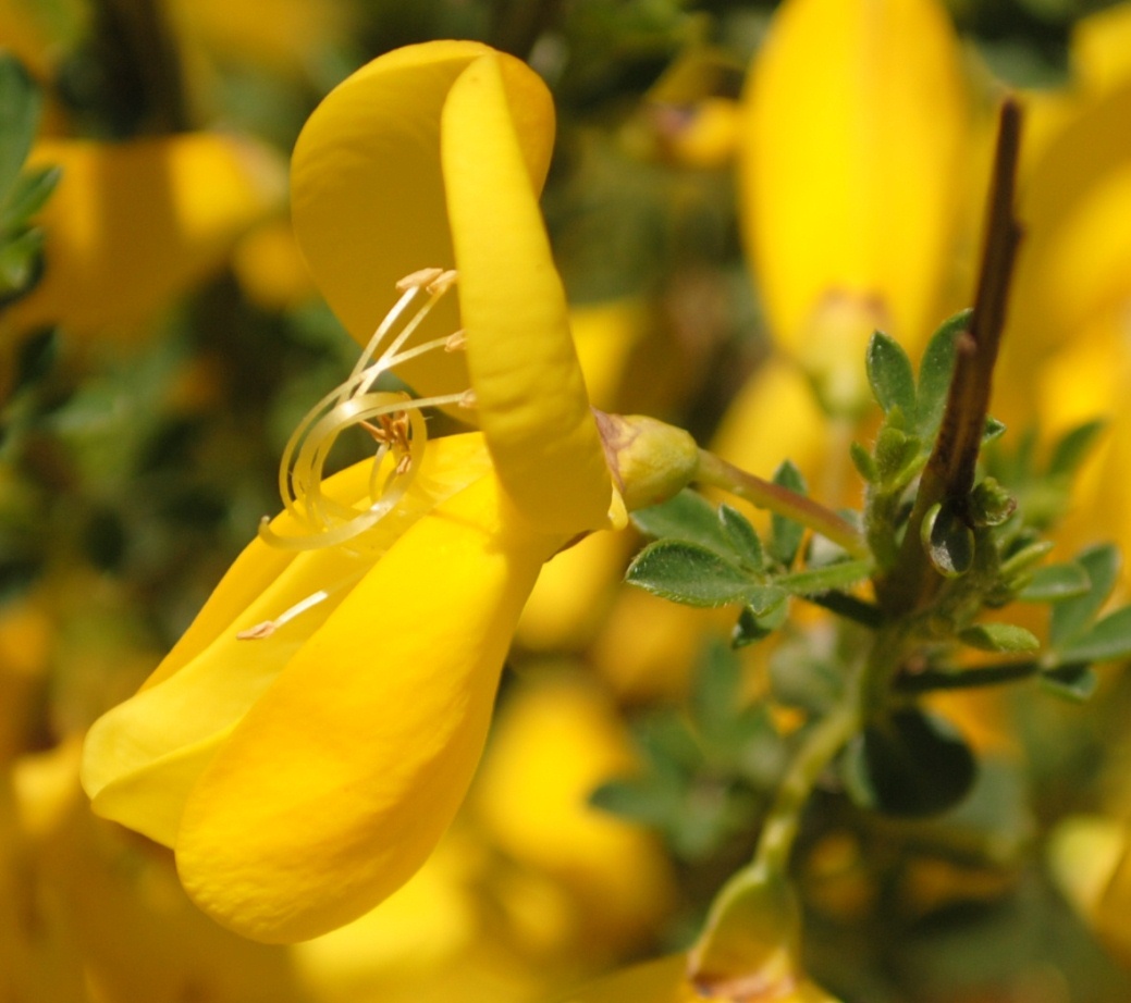 Cytisus scoparius