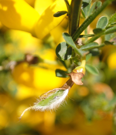 Cytisus scoparius