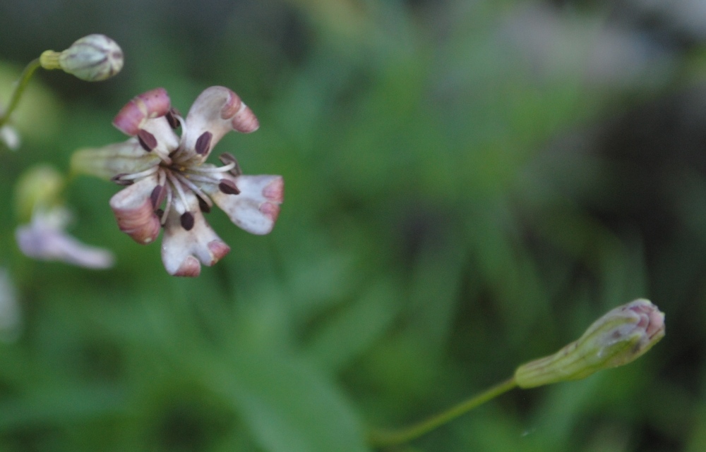 Silene saxifraga / Silene sassifraga