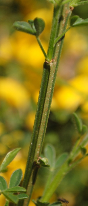 Cytisus scoparius