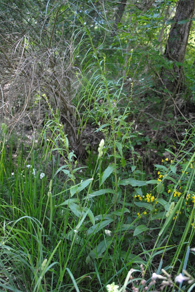 Pseudoturritis turrita (= Arabis turrita) / Arabetta maggiore