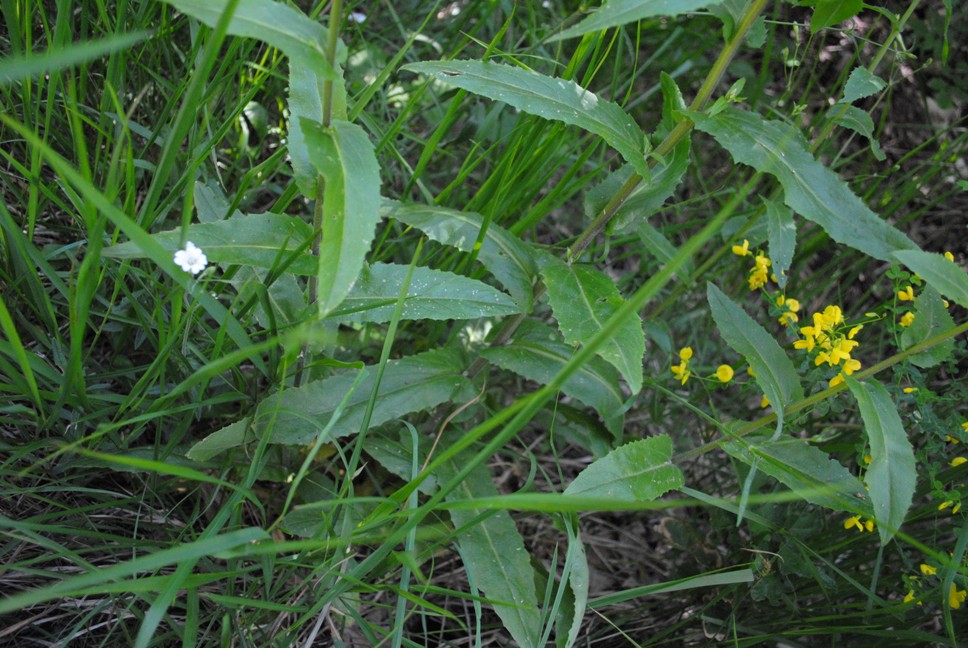 Pseudoturritis turrita (= Arabis turrita) / Arabetta maggiore