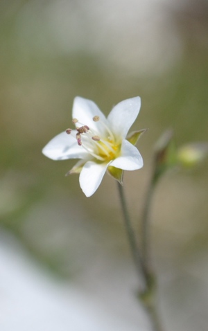 Caryophyllaceae - Minuartia verna?