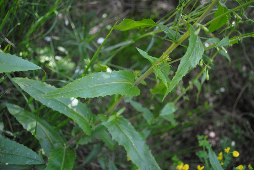 Pseudoturritis turrita (= Arabis turrita) / Arabetta maggiore