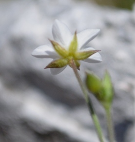 Caryophyllaceae - Minuartia verna?