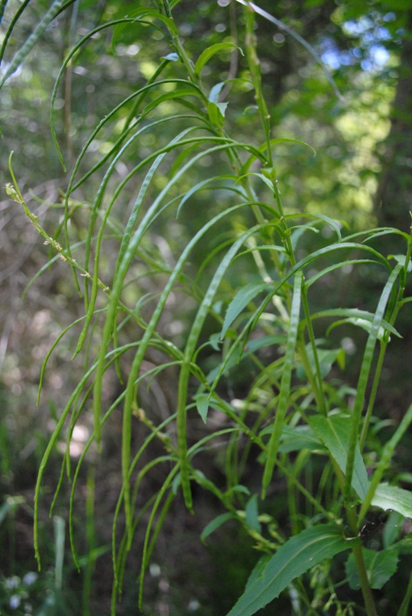 Pseudoturritis turrita (= Arabis turrita) / Arabetta maggiore