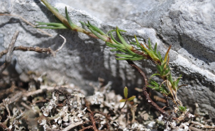 Caryophyllaceae - Minuartia verna?