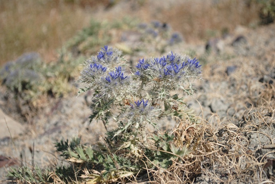 Cardopatum corymbosum / Broteroa